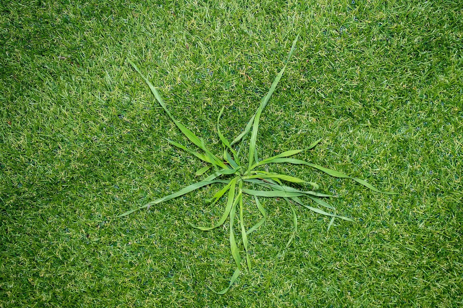 Close view of artificial grass blades